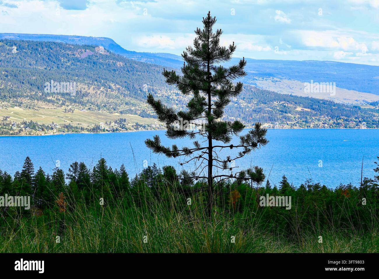 Un albero solitario si affaccia sul lago Okanagan a Kelowna, nella British Columbia. Foto Stock