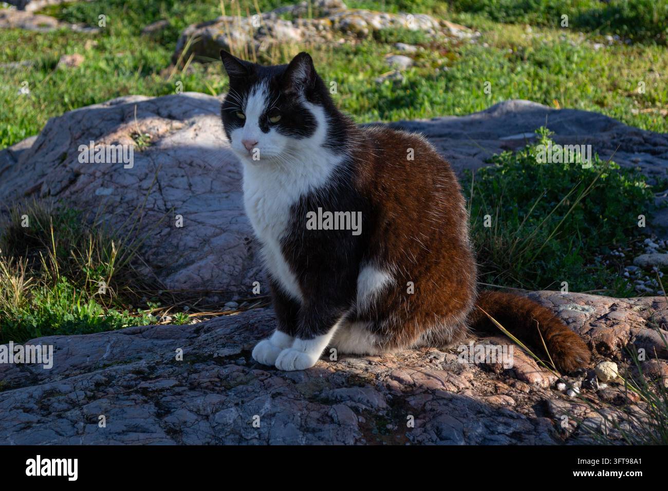 Gatto bianco e nero che riposa su un terreno roccioso all'ombra Foto Stock