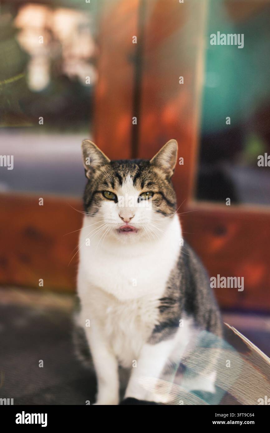 Un grazioso gatto tigrato con il petto bianco seduto all'aperto e si lecca le labbra guardando la telecamera. Foto Stock