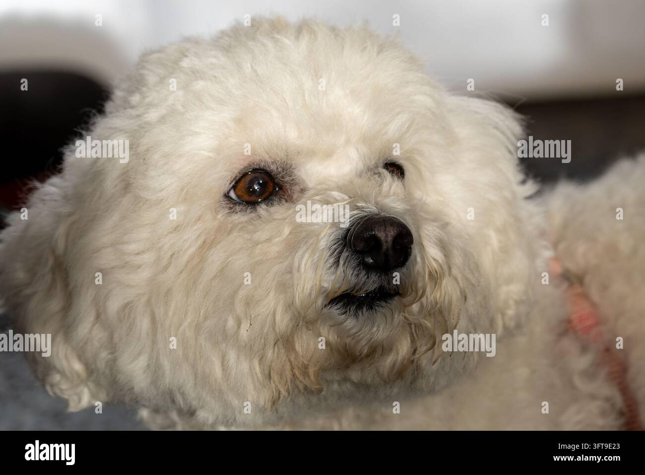 Ritratto ravvicinato di un piccolo cane bianco e soffice con pelo riccio Foto Stock