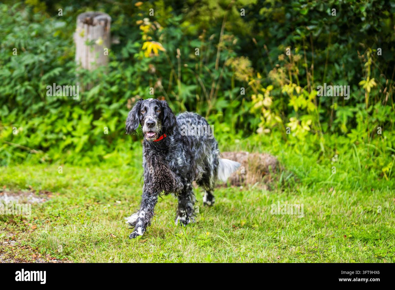 Cocker Spaniel inglese che cammina in un giardino verde e lussureggiante, indossando un collare rosso. Il cane ha un caratteristico mantello roano nero e grigio, orecchie lunghe e ondulate. Foto Stock