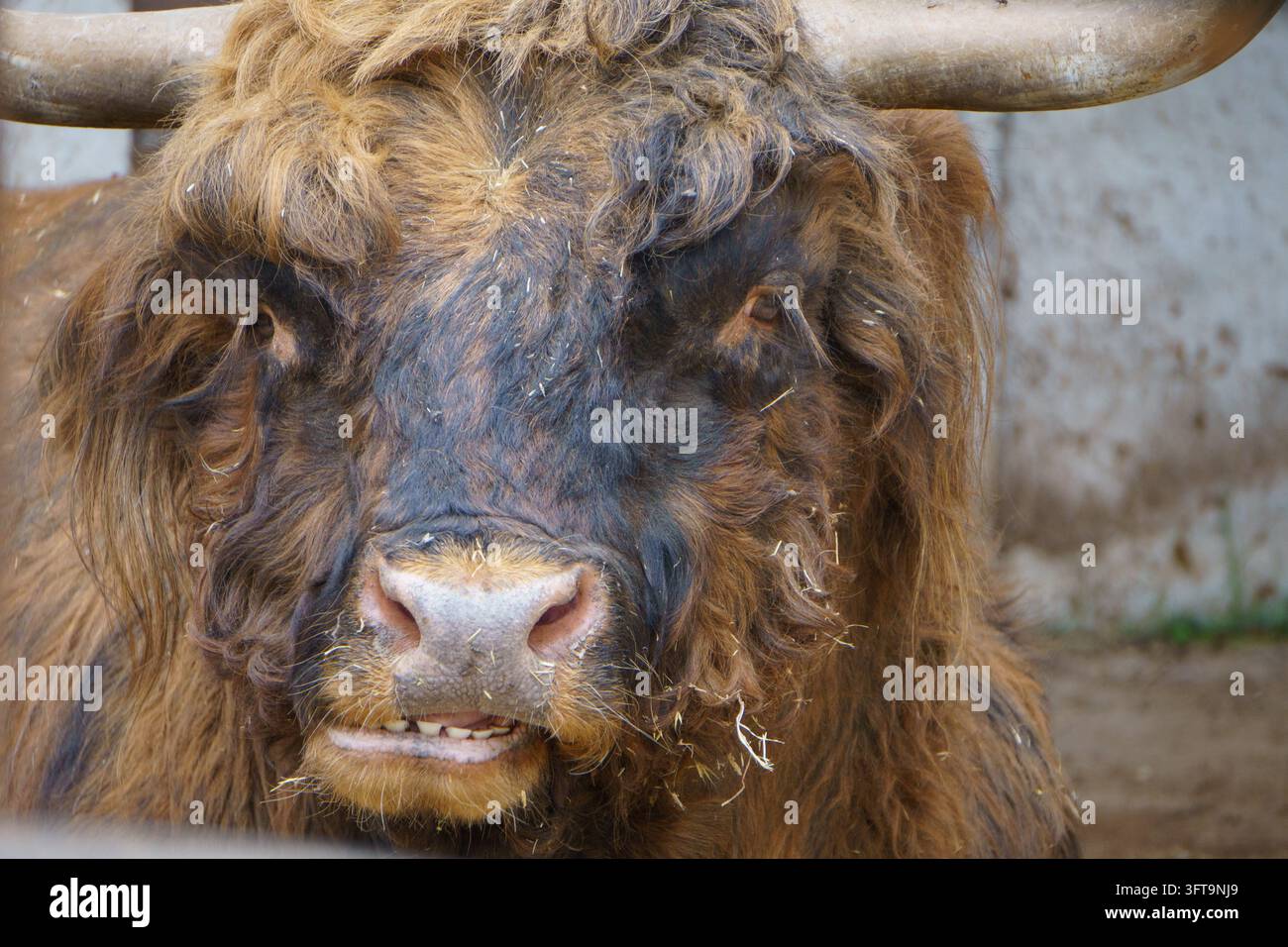 Bovino marrone a pelo lungo in piedi in un ambiente rurale di fattoria. Foto Stock