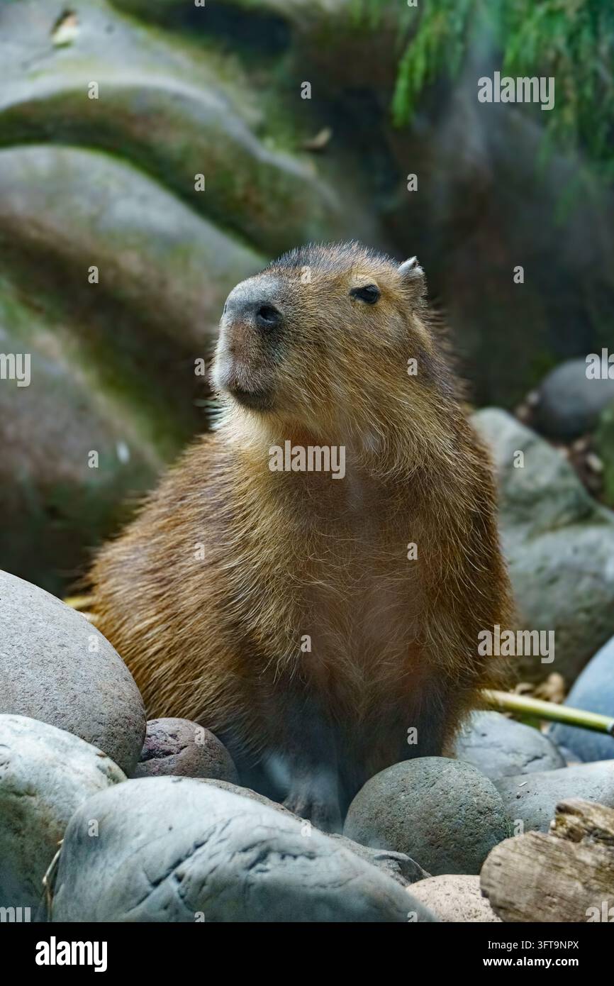 Capybara che riposa tra le rocce in un ambiente all'aperto. Foto Stock