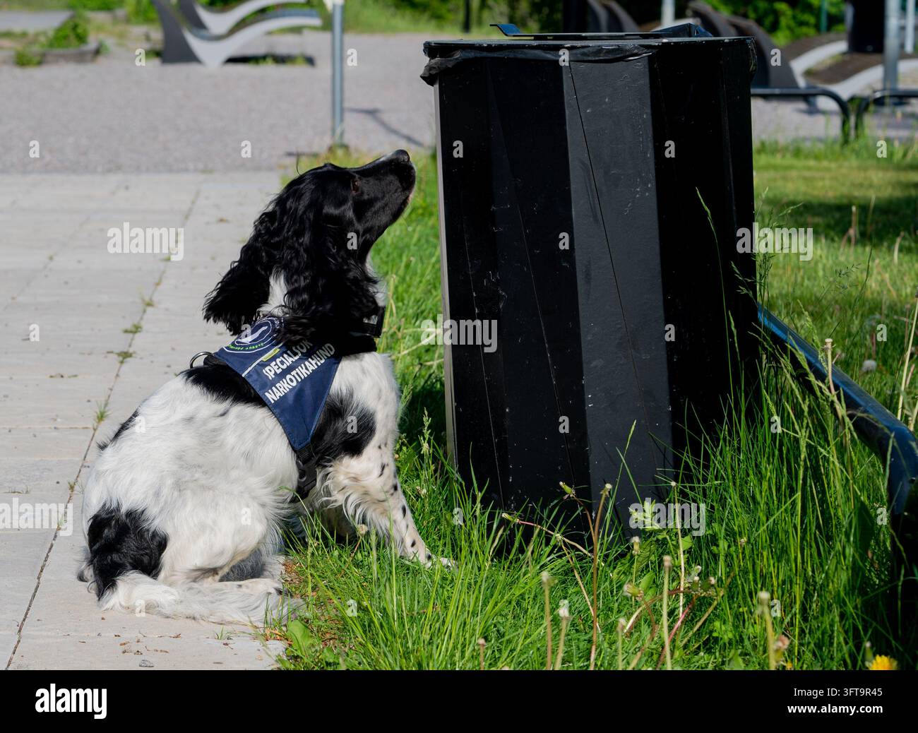Chiara, un English Springer Spaniel addestrato come cane da rilevamento di narcotici, partecipa a una dimostrazione in una scuola in Svezia. Il cane viene utilizzato nella Foto Stock