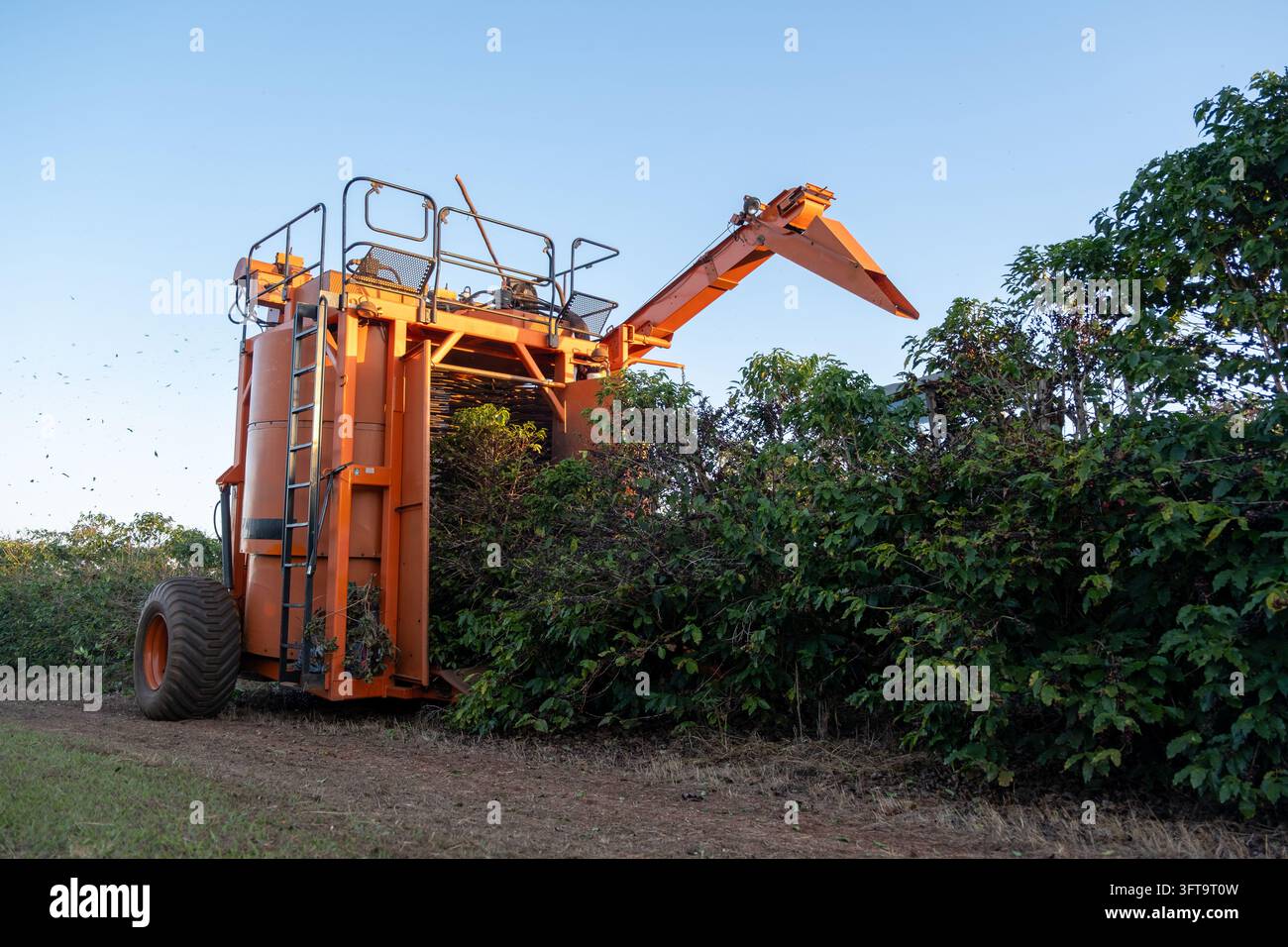 Una grande mietitrice meccanica per il caffè arancione opera lungo una fila rigogliosa di piante di caffè in una piantagione agricola. I macchinari agricoli pesanti Foto Stock