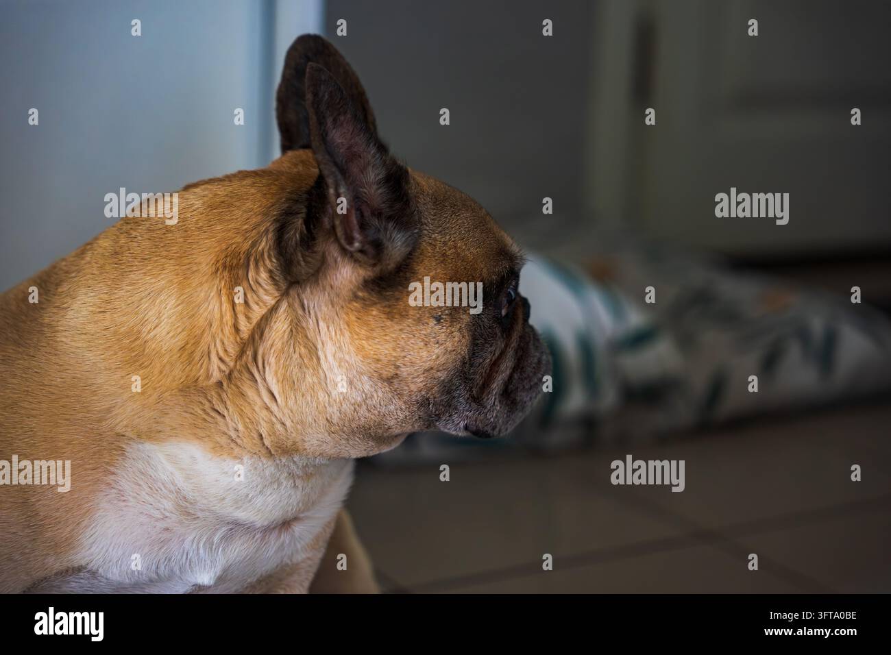 Profilo laterale di un bulldog francese marrone chiaro e crema con muso scuro, seduto in interno su uno sfondo sfocato. Scatto realizzato a Minsk. Foto Stock