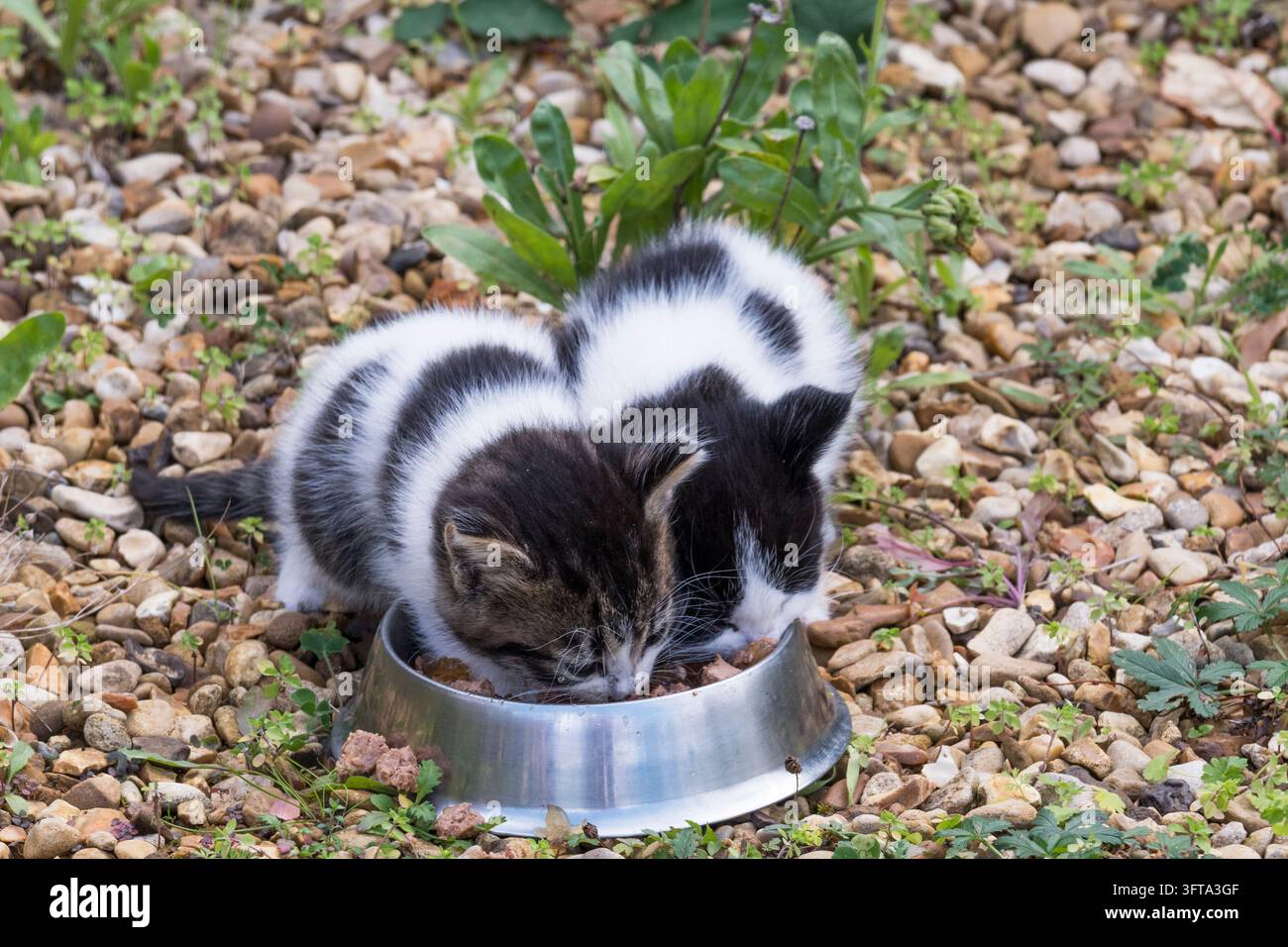 Una coppia di gattini selvatici che vengono nutriti in un giardino di Norfolk. Si ritiene che abbiano circa 5 settimane di età. Foto Stock