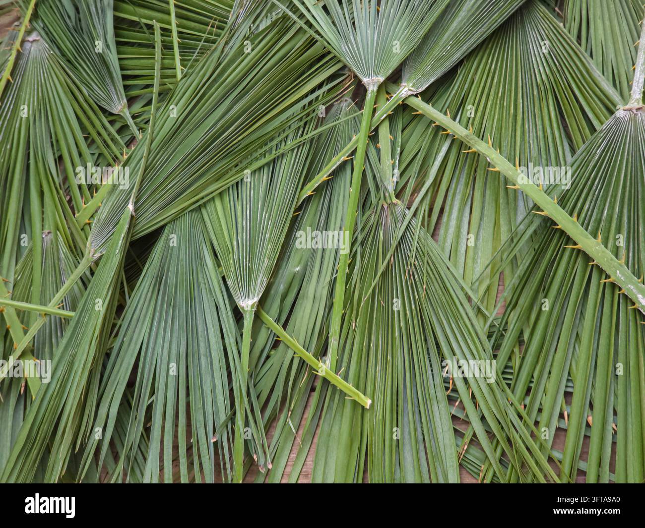 Sfondo commerciale a tutto schermo visto dall'alto con foglie di palma nana mediterranea Chamaerops humilis tagliate. La composizione evidenzia sovrapposizioni Foto Stock