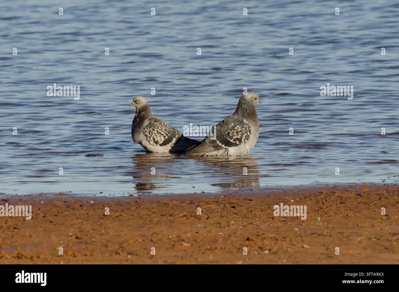 Piccioni selvatici, Columba livia, che si bagnano lungo la riva del lago Foto Stock