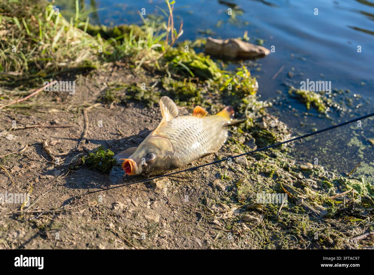 Grossa carpa comune (Cyprinus carpio) sdraiata su una riva fangosa ricoperta di vegetazione acquatica verde dopo essere stata catturata durante la pesca ricreativa. F Foto Stock