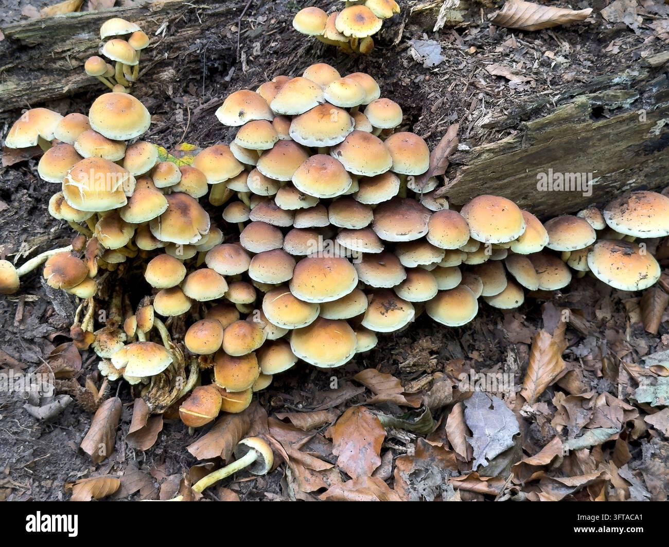 Grande gruppo di funghi gifit Capi di zolfo a foglia verde (Hypholoma fasciculare) con lamelle da giallo zolfo a verde oliva verde-olivastro, a foglia verde Foto Stock