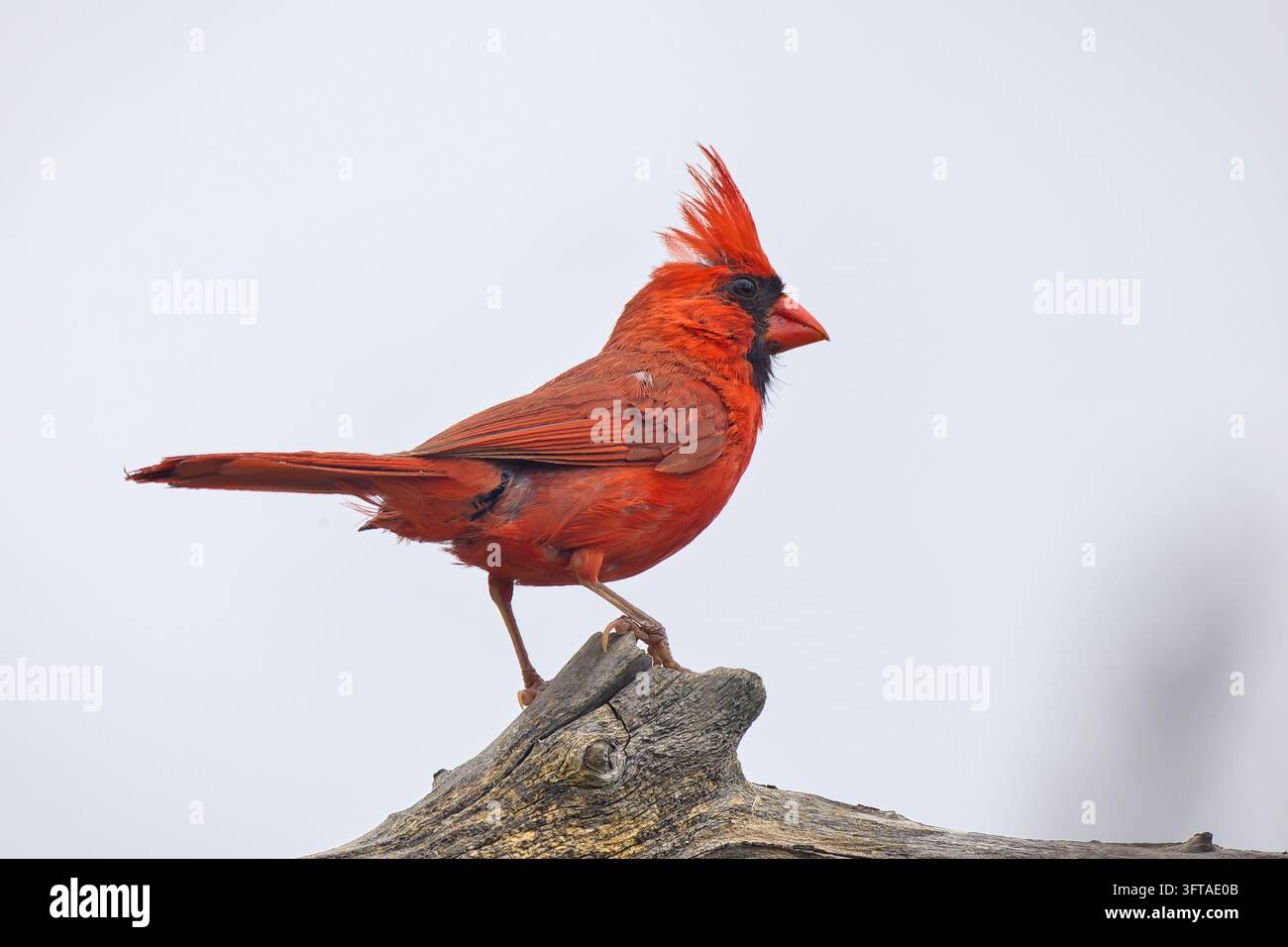 Un lampo di rosso cardinale Foto Stock
