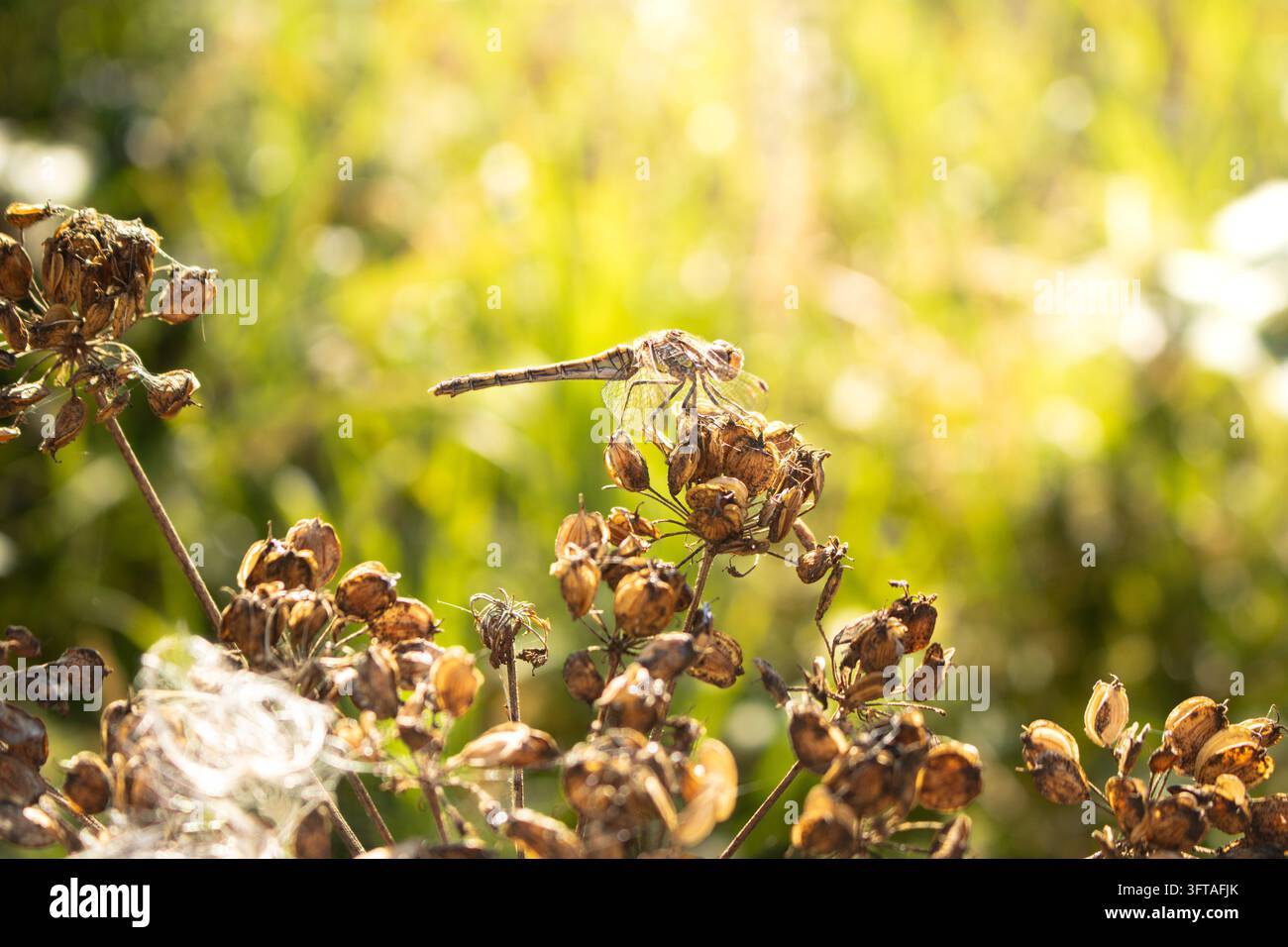 Libellula appollaiata su teste di semi essiccate in un prato estivo dorato dalla luce Foto Stock