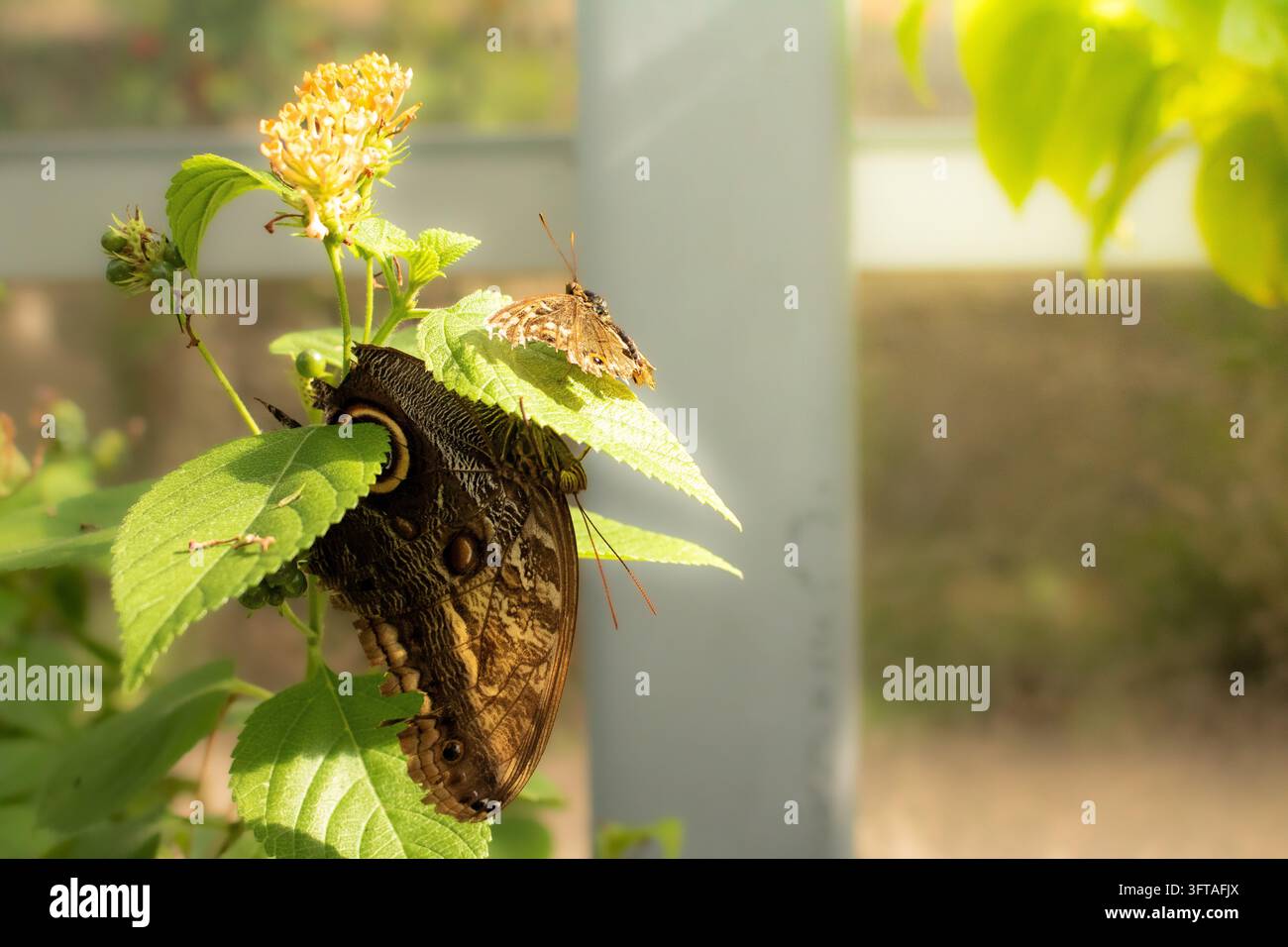 Farfalla gufo che riposa sotto una foglia in una casa delle farfalle tropicale con una luce solare soffusa Foto Stock