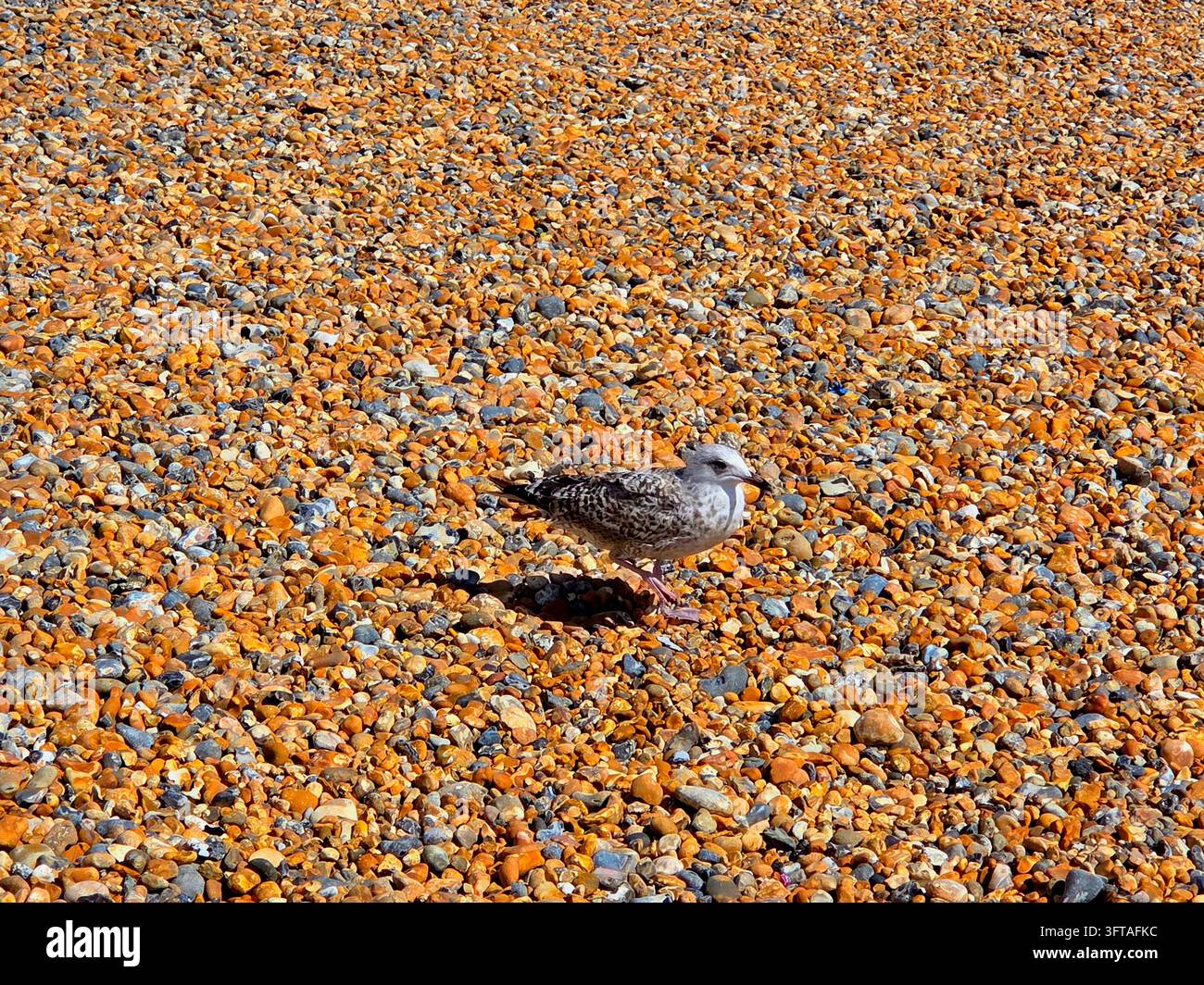 Giovane gabbiano gabbiano spiaggia di Worthing gabbiano su spiaggia di ghiaia Foto Stock