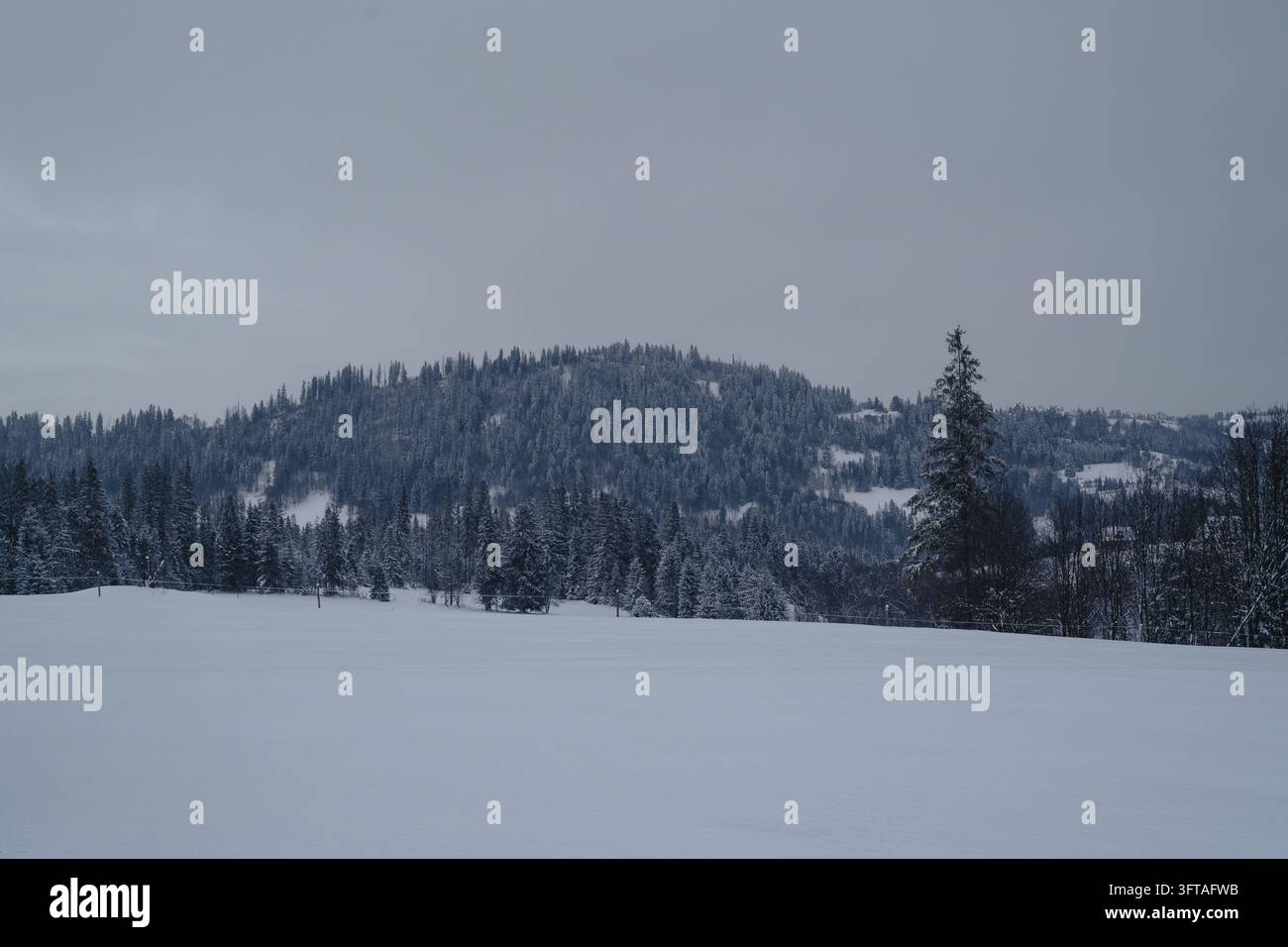 Vista panoramica di un campo innevato incontaminato con pini ricoperti di brina e colline boscose sotto un cielo invernale grigio e nuvoloso a Zakopane, Polonia Foto Stock