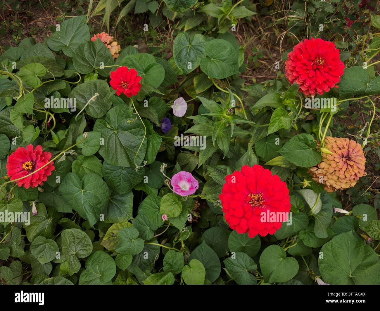 Vista ampia dall'alto di un letto misto rigoglioso con vivaci fiori rossi di Zinnia elegans e rampicanti di morning glory rosa e viola. Foto Stock
