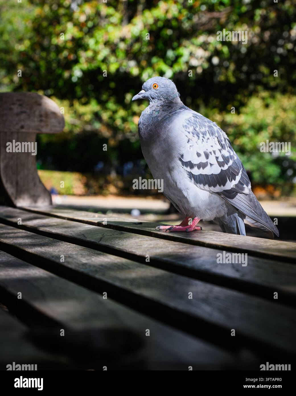 Piccione selvatico di Londra in piedi sulle doghe di legno di una panchina del parco di profilo Foto Stock