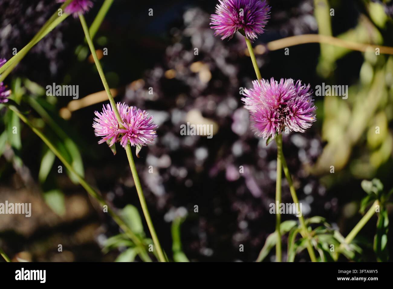 Prima vista di fiori di amaranto globo rosa su steli verdi e sottili illuminati da una luce naturale intensa, su uno sfondo scuro e sfocato del giardino Foto Stock