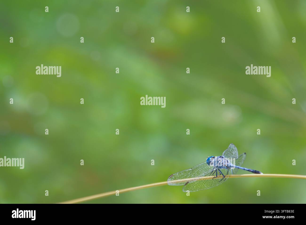 Libellula terrestre appollaiata su un ramo sottile con sfondo sfocato verde e spazio per il testo in una natura tranquilla Foto Stock