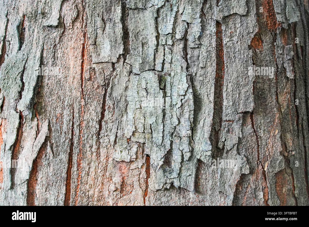 Primo piano di corteccia di albero weathered con texture ruvida e peeling, motivi organici e strati interni rossastri. Foto Stock