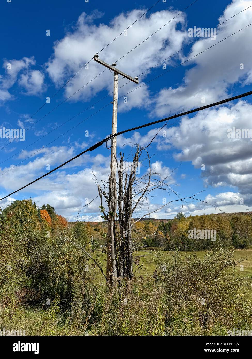 Un palo elettrico in legno che si erge in un campo rurale accanto a cespugli invasi dalla vegetazione e un albero morto sotto un cielo parzialmente nuvoloso. Québec, Canada Foto Stock