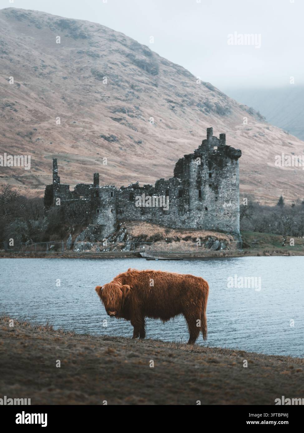 Vista di una mucca delle Highlands in piedi sulla riva del Loch Awe con le rovine storiche del castello di Kilchurn e le montagne sullo sfondo, Lochawe, Scozia Foto Stock