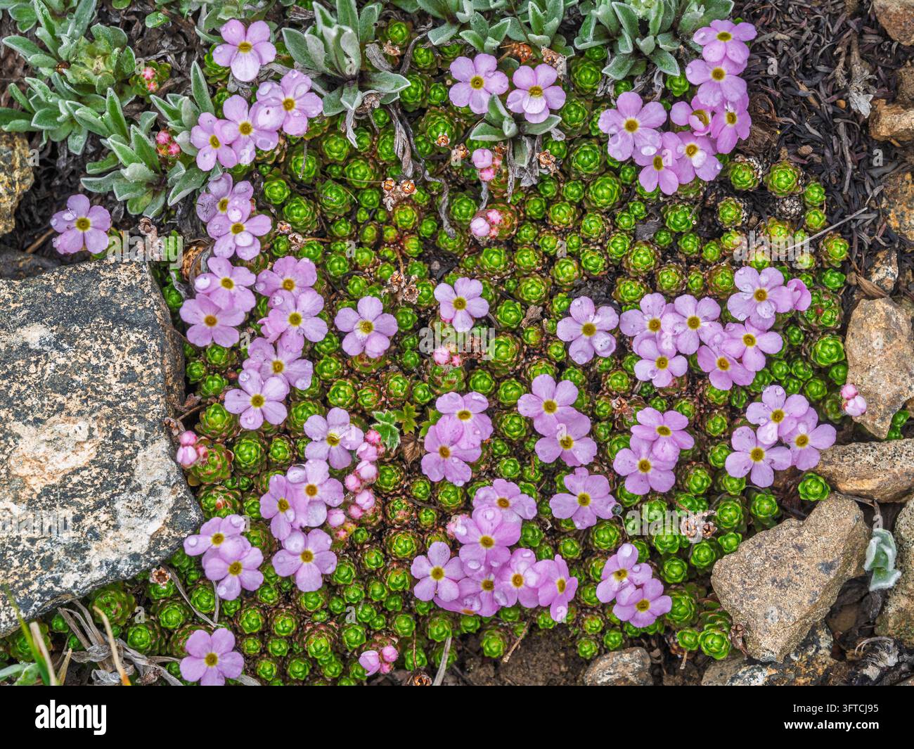 Vista ravvicinata della pianta di alta quota Androsace globifera in fiore rosa nel Parco Nazionale delle Pianure di Deosai, Gilgit-Baltistan, Pakistan Foto Stock