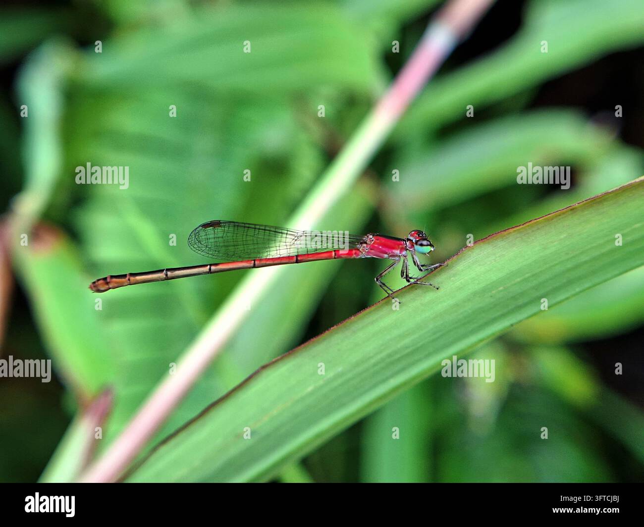 Una vivace libellula rossa con occhi verdi sorprendenti si appollaia elegantemente sul bordo di una foglia fresca contro uno sfondo sfocato naturale morbido e lussureggiante Foto Stock