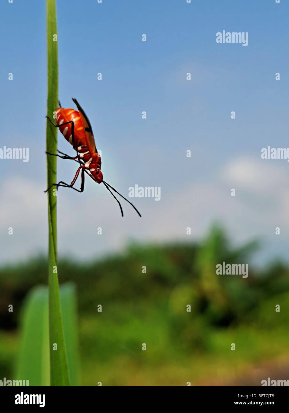 Un insetto tintore di cotone rosso acceso sale verticalmente lungo una foglia d'erba verde su uno sfondo di paesaggio sfocato e cielo blu chiaro Foto Stock