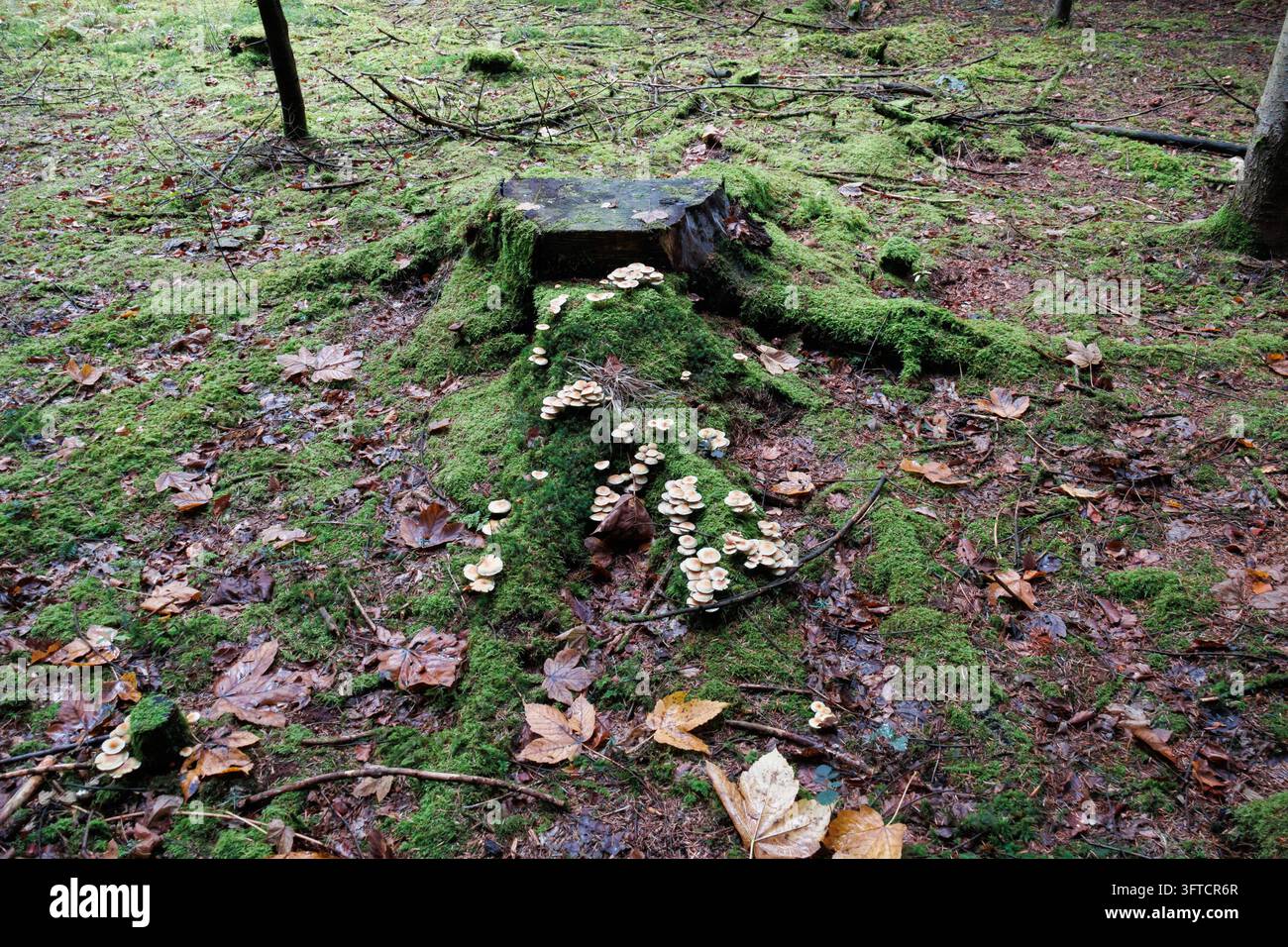 Grappoli di Hypholoma fasciculare crescono su un ceppo d'albero ricoperto di muschio in una foresta mista vicino a Salisburgo, Austria. Foto Stock