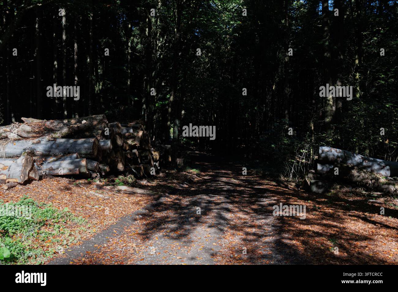 Pile di tronchi abbattuti si trovano su entrambi i lati di una strada forestale vicino a Salisburgo, Austria. Foto Stock