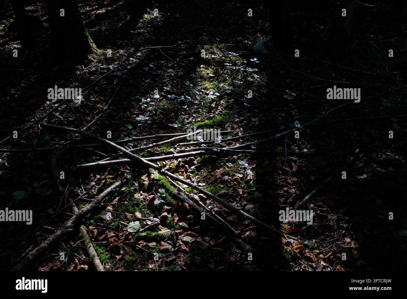 Una stretta striscia di luce solare cade sul terreno scuro di una foresta vicino a Salisburgo, Austria, illuminando rami, foglie e muschio. Foto Stock