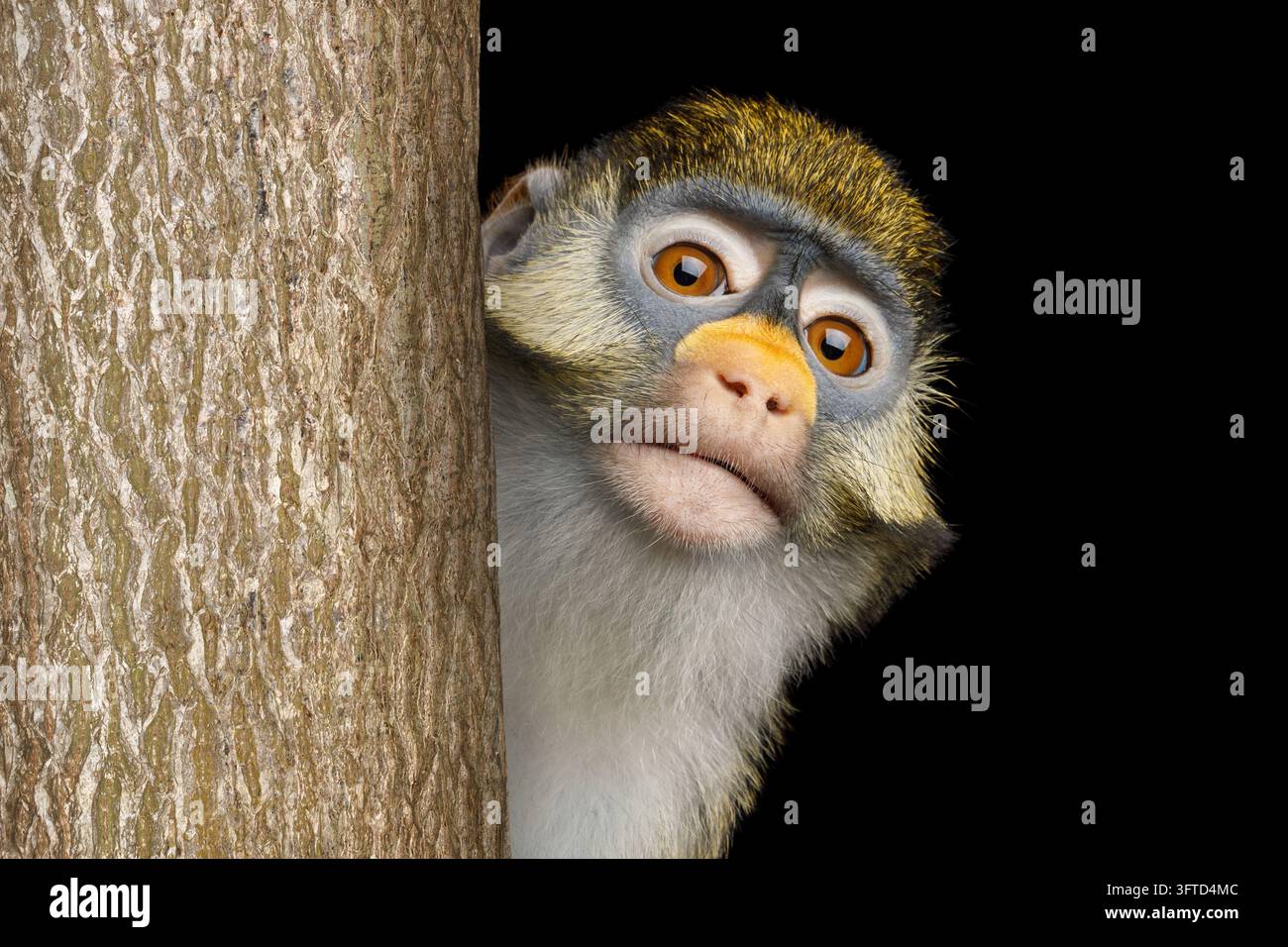 Scimmia curiosa che sbircia da dietro il tronco di un albero con grandi occhi arancioni, sguardo confuso e perplesso verso la telecamera, primate timido che si nasconde, pelo giallo verde, naso arancione Foto Stock