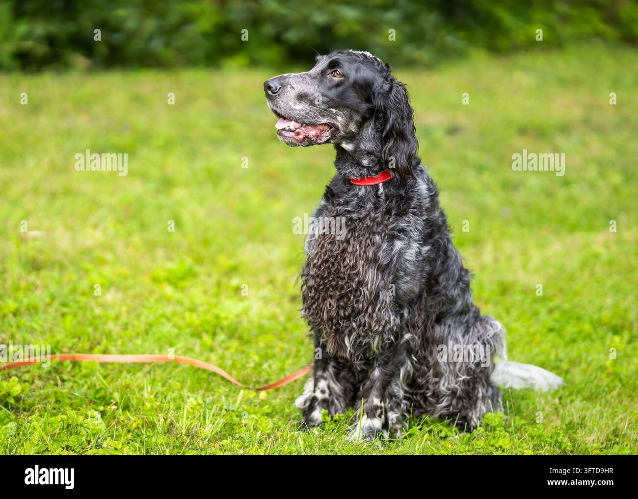 Cocker Spaniel inglese seduto su un prato erboso, con un collare rosso e sguardo attento di lato. Un incantevole ritratto di cane all'aperto. Foto Stock