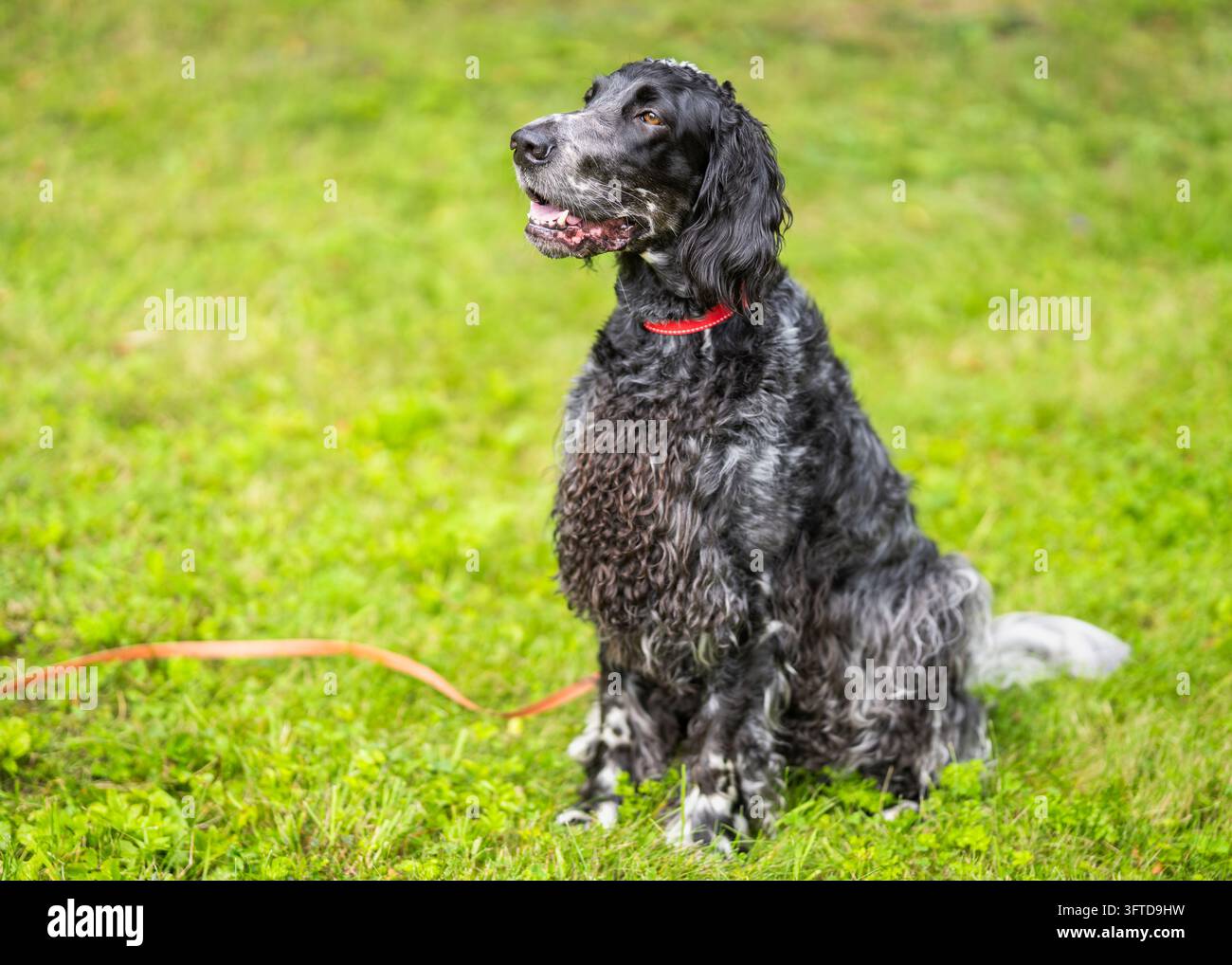 Cocker Spaniel inglese seduto su un prato erboso, con un collare rosso e sguardo attento di lato. Un incantevole ritratto di cane all'aperto. Foto Stock