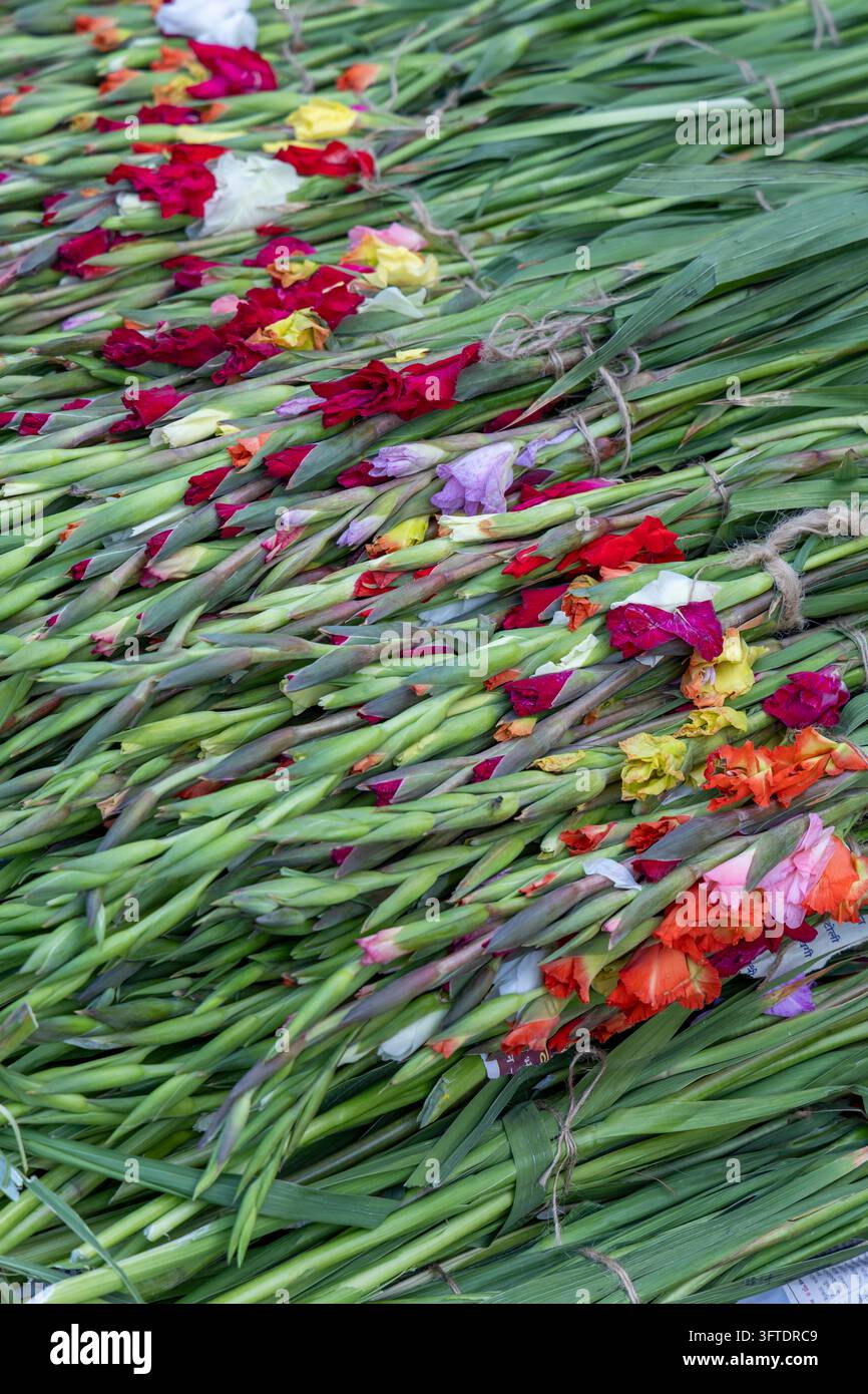 Vista aerea di steli di gladiolo verdi legati in mazzi con boccioli di fiori sparsi al mercato dei fiori, Bengala Occidentale, Kolkata, India Foto Stock