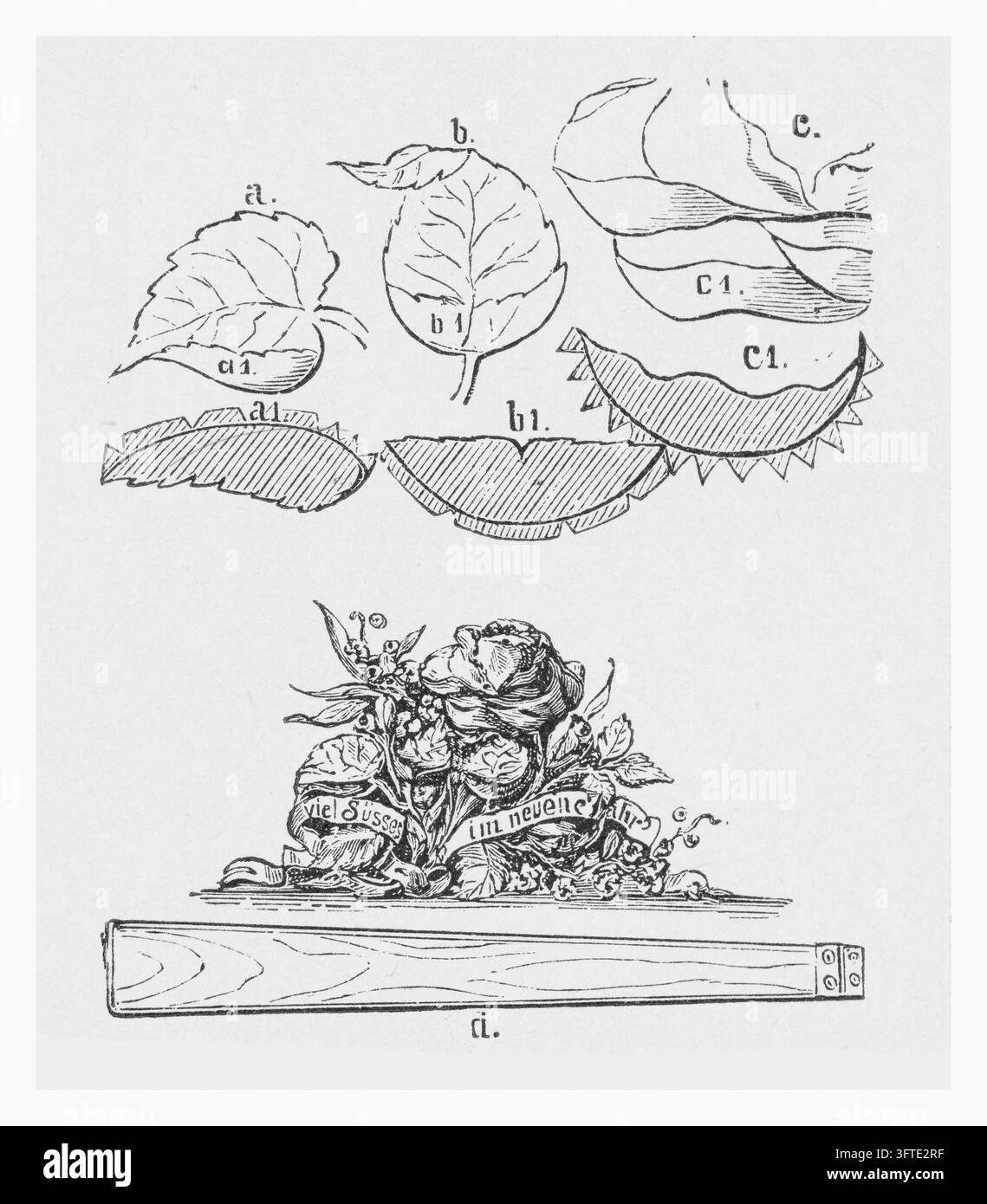 Studi botanici di foglie e composizione floreale decorativa, sfondo bianco, incisione del XIX secolo. Foto Stock