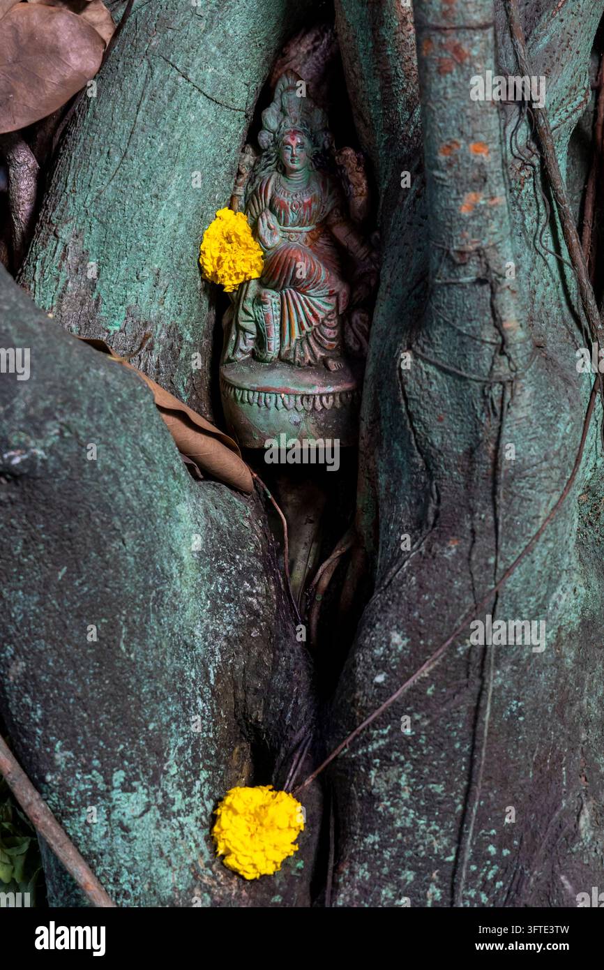 Figura in pietra erosa di una dea seduta tra radici di alberi verdi ricoperte di muschio, decorata con due calendule gialle, Bengala Occidentale, Kolkata, India Foto Stock