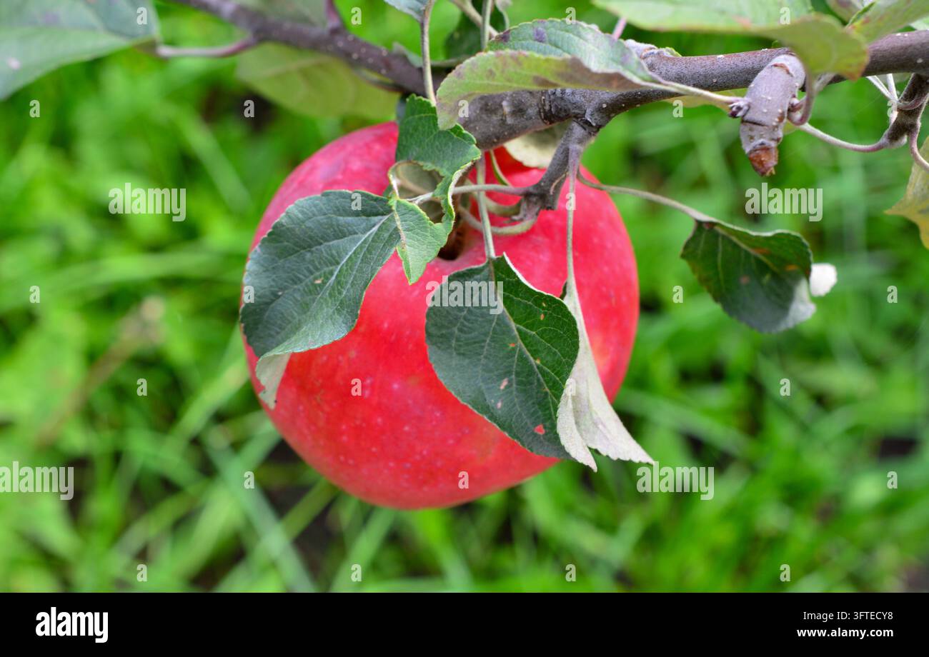 Mela rossa appesa a un ramo in un frutteto, macro Foto Stock