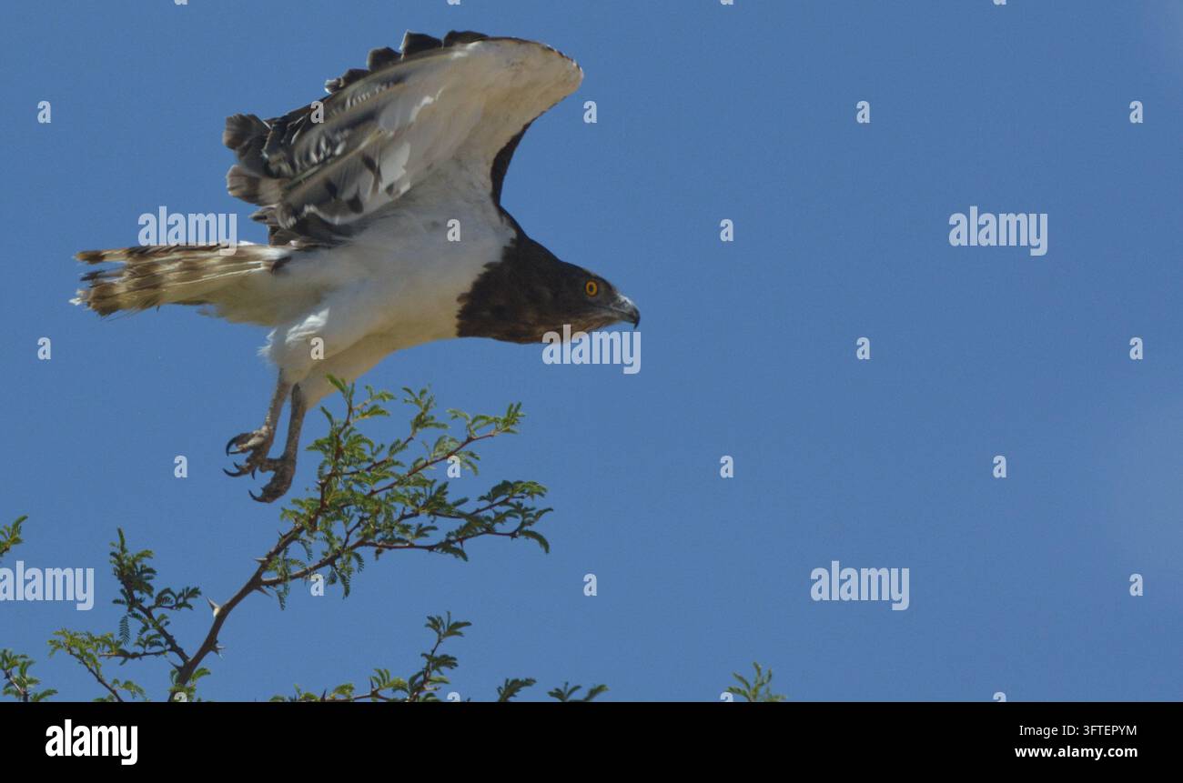 Aquila serpente dal petto nero Circaetus pectoralis che decolla da un albero di acacia con le ali spiegate e gli artigli estesi, Parco transfrontaliero di Kgalagadi, Sou Foto Stock
