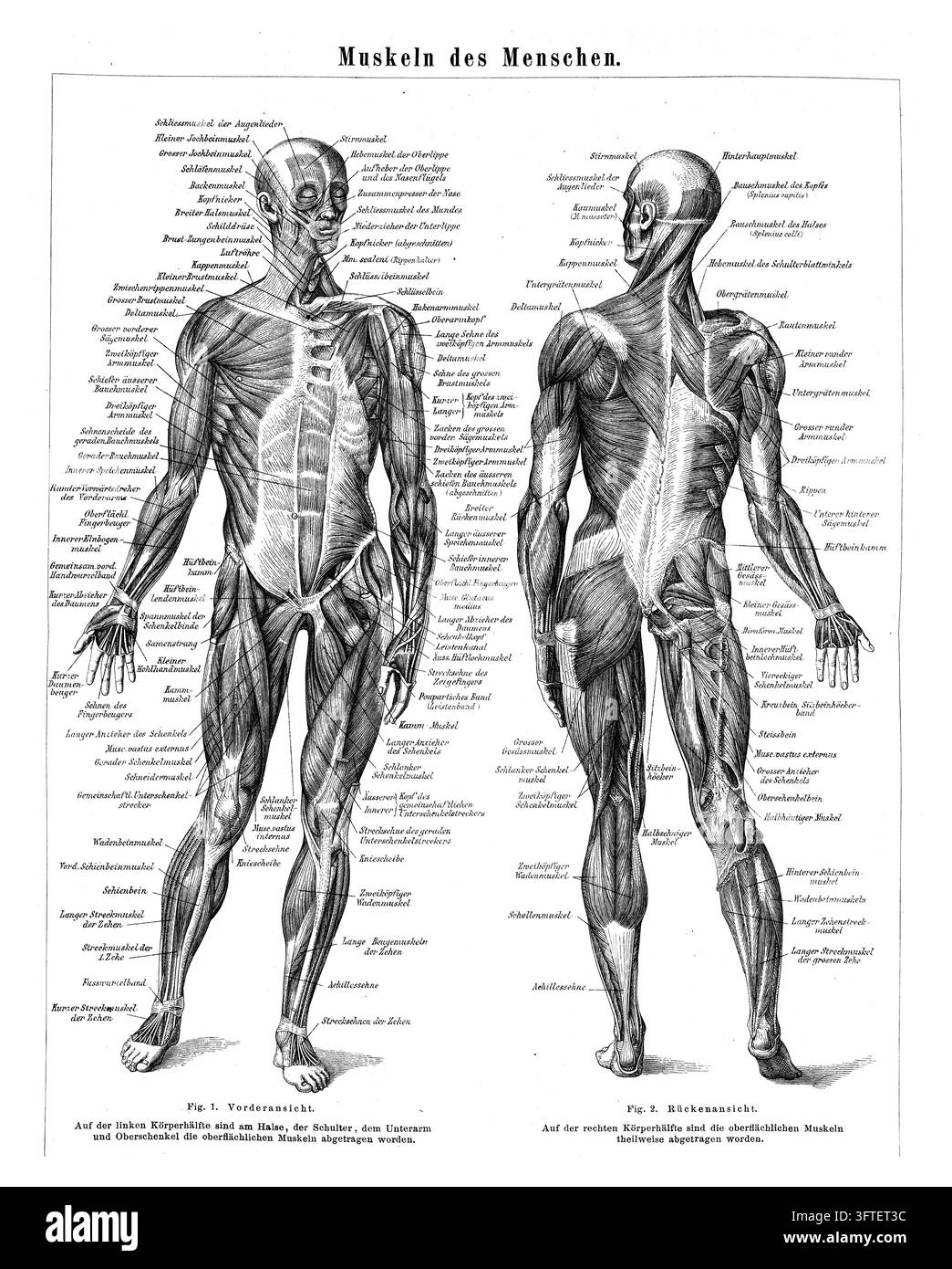 Anatomia della muscolatura umana, vista anteriore e posteriore con etichette, illustrazione medica, incisione del XIX secolo. Foto Stock