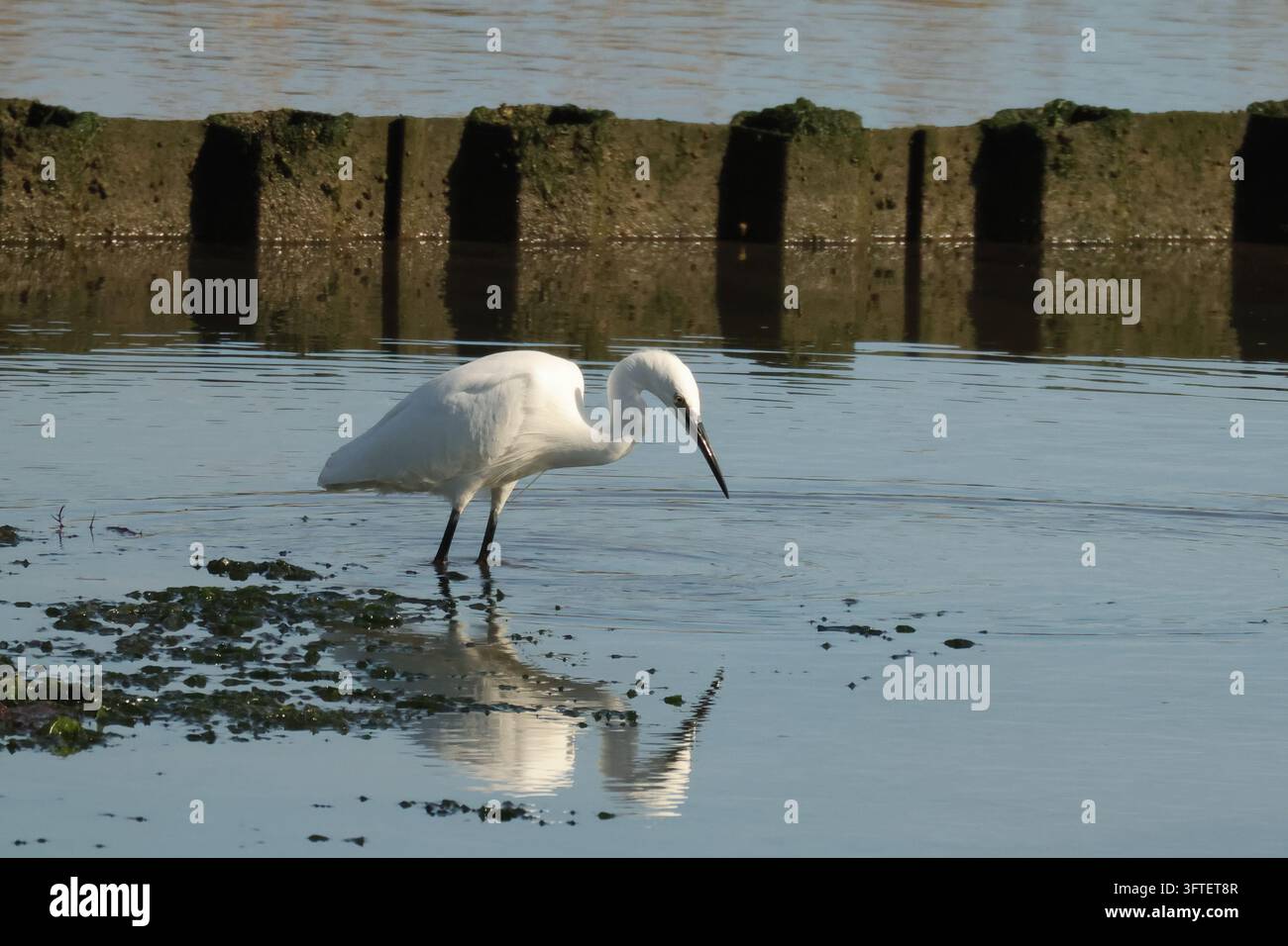 Aigrette bianca che pesca RSPB Arne Foto Stock