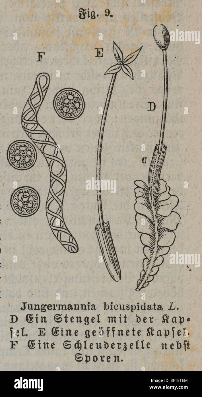 Studio botanico di Jungermannia Bicuspidata, Strutture dettagliate di muschio, Illustrazione di storia naturale, Incisione del XIX secolo Foto Stock
