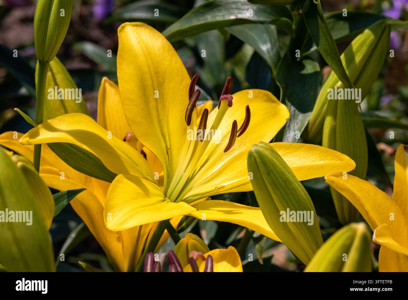 Giglio ibrido asiatico giallo (Lilium Gironde) in fiore nel giardino estivo Foto Stock