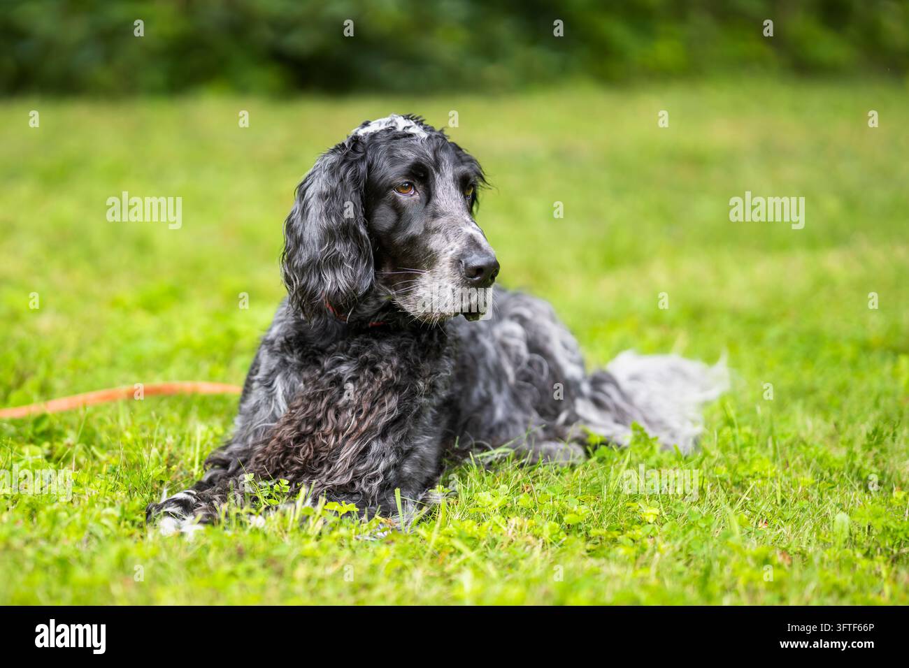 Cocker Spaniel inglese sdraiato su un prato verde, con un collare rosso e sguardo attento verso l'alto. Il cane ha un mantello roano nero e grigio distintivo. Foto Stock