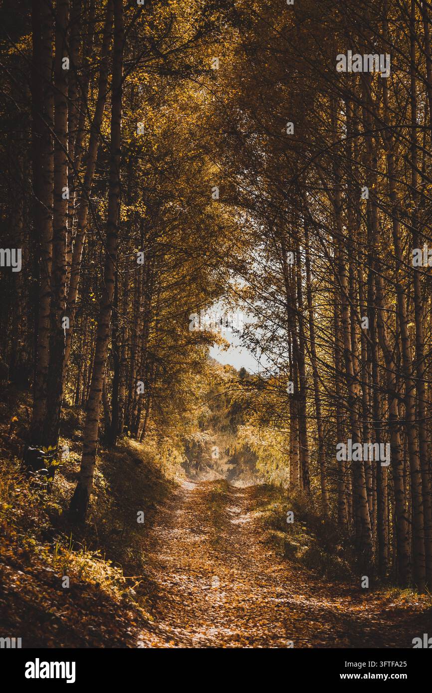Un sentiero sterrato tra alti alberi snelli con fogliame autunnale dorato e luce del sole che filtra Foto Stock