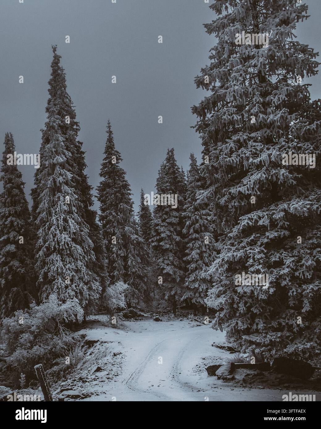 Strada coperta di neve tra alti alberi sempreverdi ricoperti di brina Foto Stock