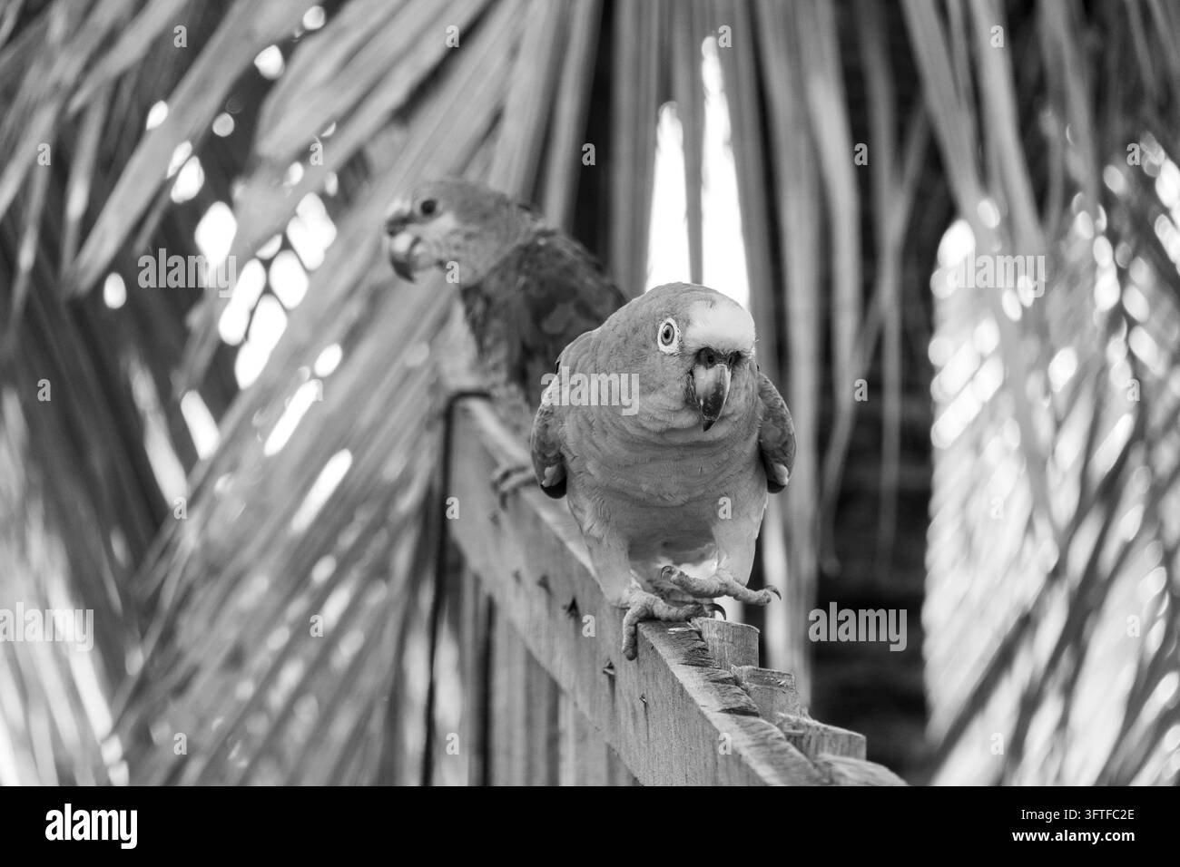Visione artistica in bianco e nero di due pappagalli Amazzoni appollaiati su una recinzione di legno, con uno di loro che si allontana dall'altro Foto Stock