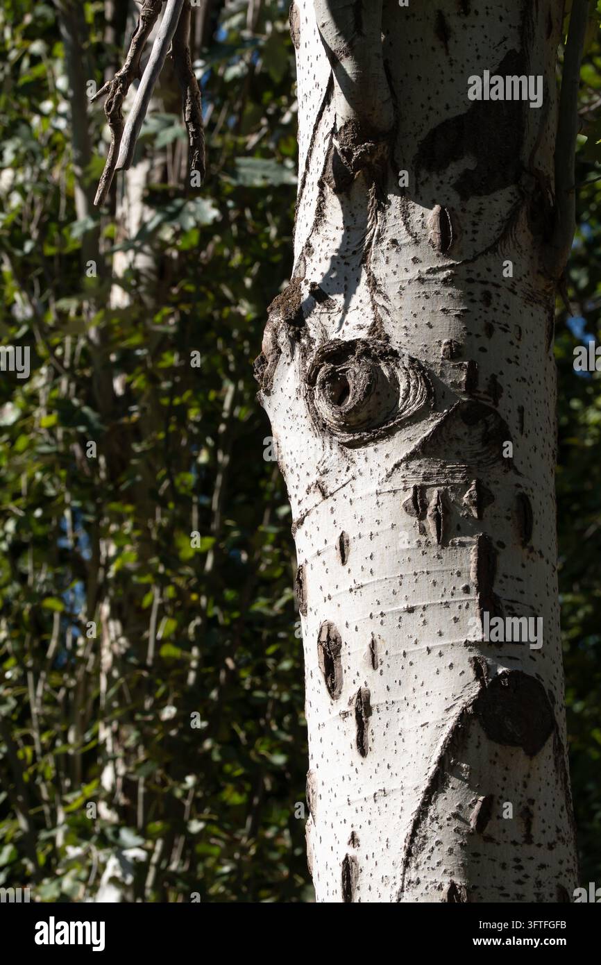 Tronco di pioppo con un motivo antropomorfo unico sulla corteccia che ricorda un volto umano triste, concetto di pareidolia nella natura. Foto Stock